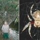 Illustration for article titled Giant Motherf*cking Spiderwebs Stronger Than Kevlar
